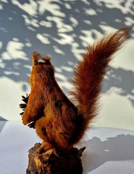 Roodstaart Eekhoorn Taxidermie volledige montage - Sciurus, Verzamelen, Dierenverzamelingen