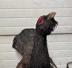 urugalo Support de corps entier pour taxidermie - Tetrao, Verzamelen, Dierenverzamelingen, Nieuw