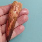Dinosaurus - Fossiele tand - Spinosaurus aegyptiacus - 95 mm, Verzamelen