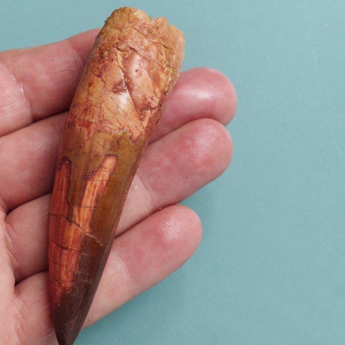 Dinosaurus - Fossiele tand - Spinosaurus aegyptiacus - 95 mm, Verzamelen, Mineralen en Fossielen