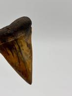 Fire! C.hastalis from Rumst, Belgium - Fossiele tand -