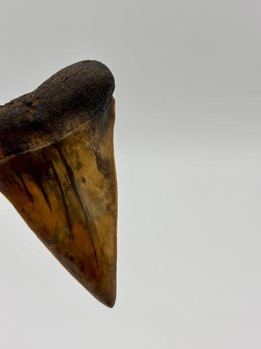 Fire! C.hastalis from Rumst, Belgium - Fossiele tand -, Verzamelen, Mineralen en Fossielen