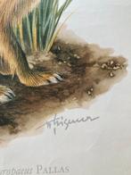 Willi Tismer - Feldhase - jaren 1950