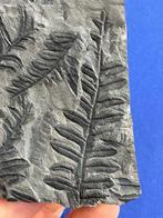 Magnifique fossile de plante du Carbonifère - Plante