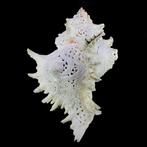 Handgesneden Ramose Murex-schelp - Zeeschelp - Chicoreus, Nieuw