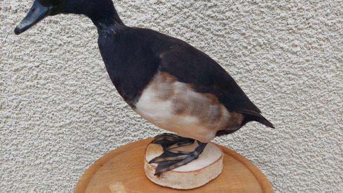 Eend Taxidermie volledige montage - Anas platyphyllos - 30, Collections, Collections Animaux