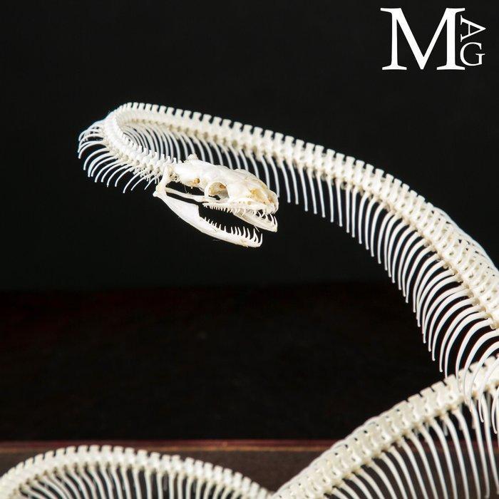 Volledig skelet van een python - Museumvoorbereiding, Antiquités & Art, Curiosités & Brocante