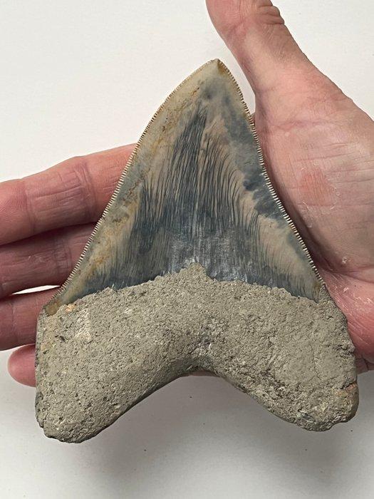 Megalodon tand 12,5 cm - Fossiele tand - Carcharocles, Verzamelen, Mineralen en Fossielen