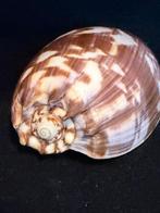 Zeeslak Zeeschelp - S-54 MELO AMPHORA (Zonder minimumprijs)