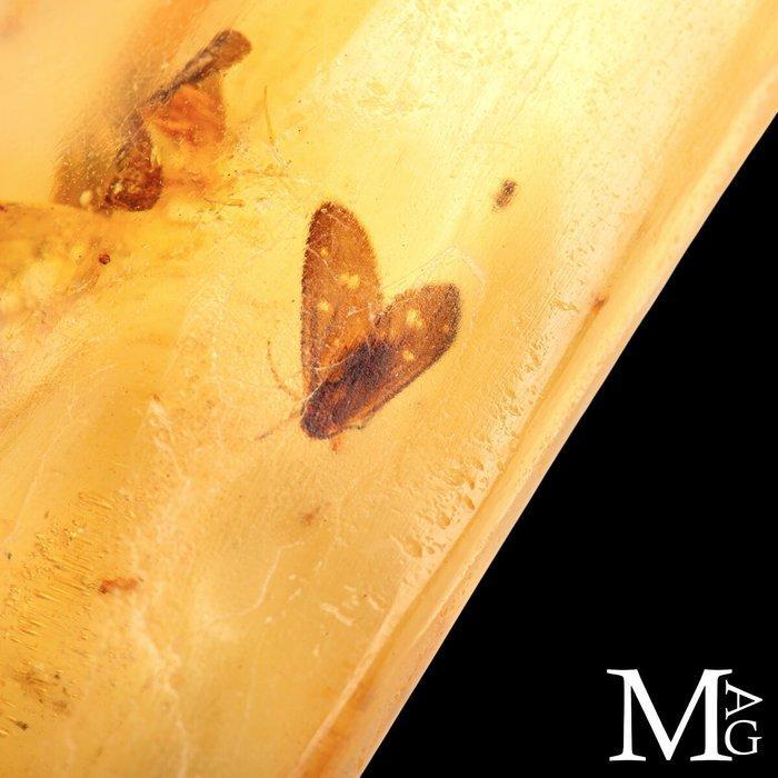 Monster van copal - natuurlijk - jonge amber. Madagascar, Verzamelen, Mineralen en Fossielen