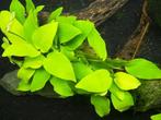 Anubias Barteri var. nana Golden in vitro, Verzenden