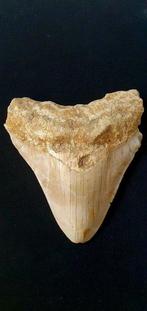 Megalodon - Fossiele tand