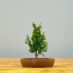 Hinoki cipres bonsai (Chamaecyparis obtusa) - Hoogte (boom):