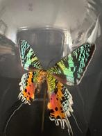 Vlinder Taxidermie volledige montage - Urania Ripheus - 18, Nieuw