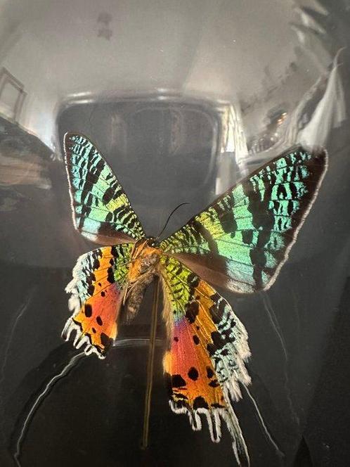 Vlinder Taxidermie volledige montage - Urania Ripheus - 18, Verzamelen, Dierenverzamelingen