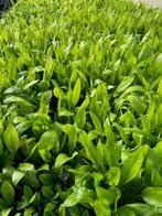 Echinodorus Paniculatus Amazone (Aquariumplanten), Dieren en Toebehoren, Verzenden, Nieuw, Plant(en), Steen of Hout