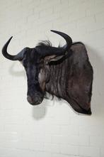 Gnou bleu Crâne - Connochaetes taurinus - 60 cm - 85 cm - 80, Nieuw
