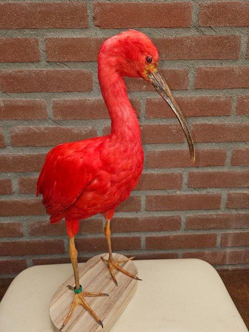 Scarlet Ibis Taxidermie volledige montage - eudocimus ruber, Verzamelen, Dierenverzamelingen