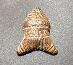 Époque Viking Bronze Application de ceinture de guerriers