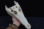 Large Nile Crocodile Schedel - Crocodylus niloticus (with, Nieuw