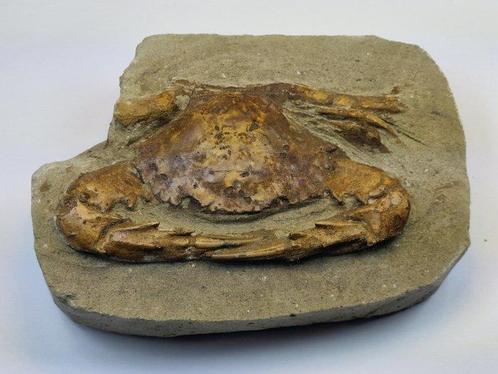 Krab - Gefossiliseerd dier - Charybdis - 14 cm, Verzamelen, Mineralen en Fossielen