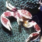 Neopetrolisthes oshimai (symbiose krab), Dieren en Toebehoren