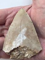 Dent de Megalodon 7,7 cm - Dent fossile - Carcharocles, Collections