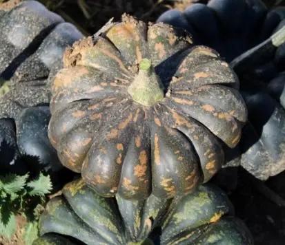 De Mexico muskaatpompoen zaden, Maison & Meubles, Accessoires pour la Maison | Plantes & Fleurs artificielles