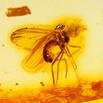 Ambre - Ambre - Insect, fly - insect is 35mm - 20 mm - 10 mm, Verzamelen