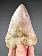 Mooie Megalodon-haai tand - Fossiele tand - Carcharocles, Verzamelen, Mineralen en Fossielen