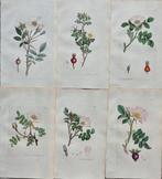 James Edward Smith (1759/ 1828) - James Sowerby (1757/ 1822)