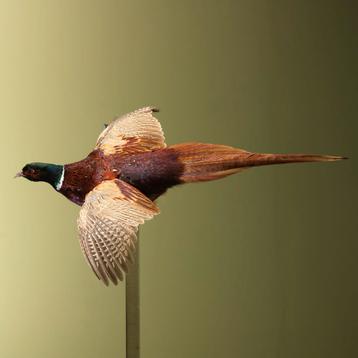 Fazant Vliegend Taxidermie Opgezette Dieren By Max, Ophalen of Verzenden, Opgezet dier