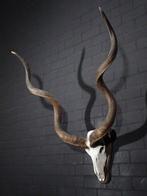 Greater Kudu Schedel - Tragelaphus strepsiceros - 65 cm -, Verzamelen, Dierenverzamelingen, Nieuw