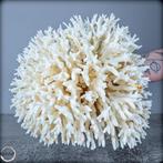Natuurlijke takken van wit koraal - Acropora latistella -, Verzamelen