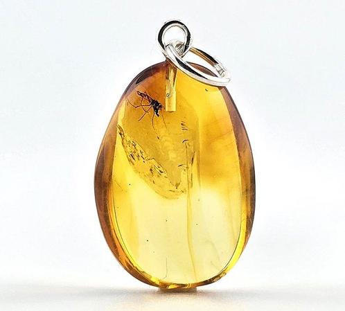 Pendentif en ambre baltique de collection – Fossile de guêpe, Verzamelen, Dierenverzamelingen