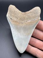 Megalodon - Fossiele tand - Carcharias Megalodon - 11.2 cm -, Verzamelen
