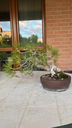 Den bonsai (Pinus) - 20×40 cm - Japan, Antiek en Kunst