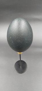 Emoe Ei - Dromaius novaehollandiae - 310 mm - 90 mm - 90 mm-