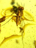 Birmese barnsteen - Barnsteen (Zonder minimumprijs)