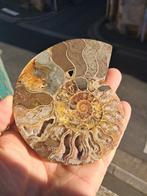 Ammoniet - Gefossiliseerd dier - Aioloceras (Cleoniceras), Verzamelen, Mineralen en Fossielen