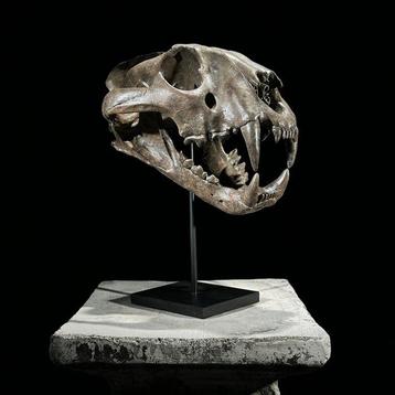GEEN VEILIGING - Prachtige replica van een tijgenskull op