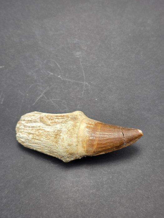 Mosasaurus - Gefossiliseerd dier - 6 cm (Zonder, Verzamelen, Mineralen en Fossielen