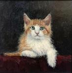 Mijnsbergen (1945) - Roodkleurig katje