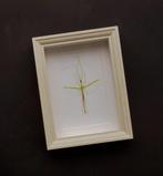 Wandelende tak Taxidermie volledige montage - Green winged