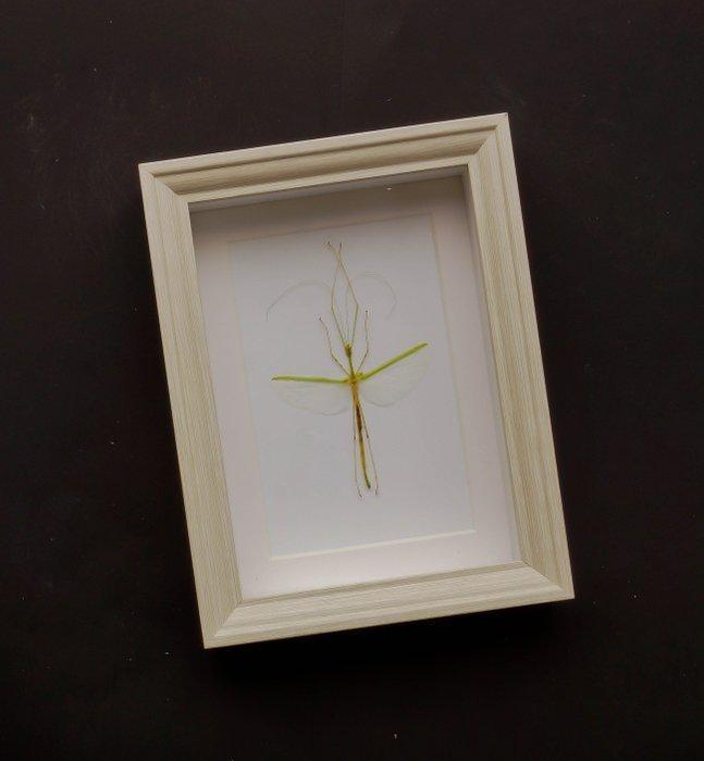 Wandelende tak Taxidermie volledige montage - Green winged, Antiquités & Art, Curiosités & Brocante