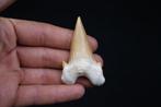 Requin - Dent fossile - Otodus Obliquus