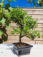 Ilex bonsaï (houx japonais) - Hauteur (arbre) : 30 cm -