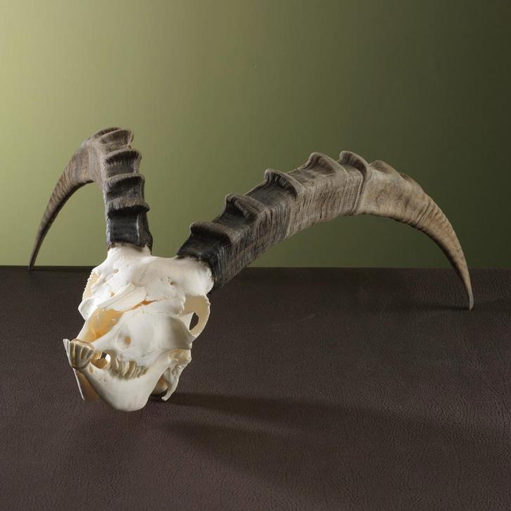 Steenbok Ibex Schedel Taxidermie Opgezette Dieren By Max, Verzamelen, Dierenverzamelingen, Schedel, Nieuw, Wild dier, Ophalen of Verzenden