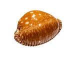 Azumai Cowrie - Verzamelobject - 1e keus - GEM Taxidermie, Nieuw