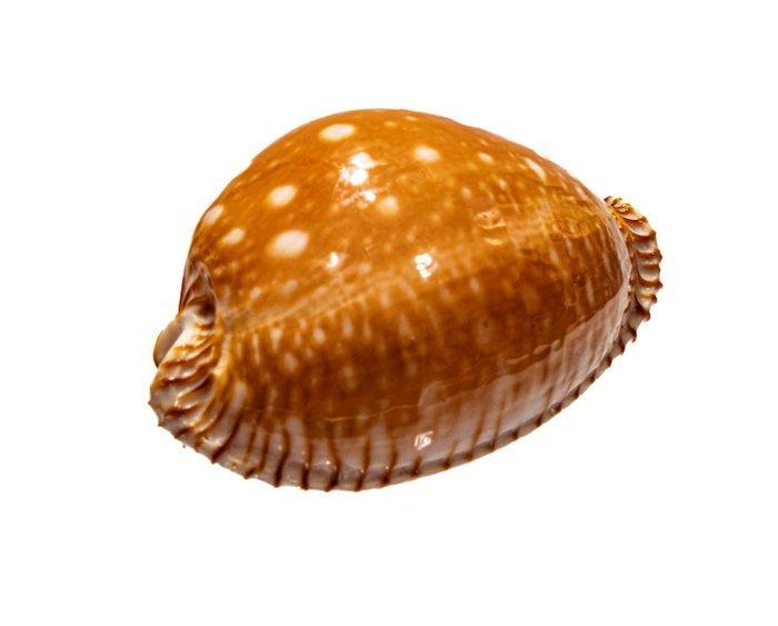 Azumai Cowrie - Verzamelobject - 1e keus - GEM Taxidermie, Verzamelen, Dierenverzamelingen